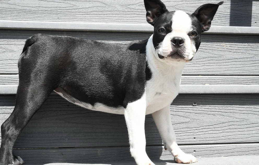 Boston Terrier For Sale Washington