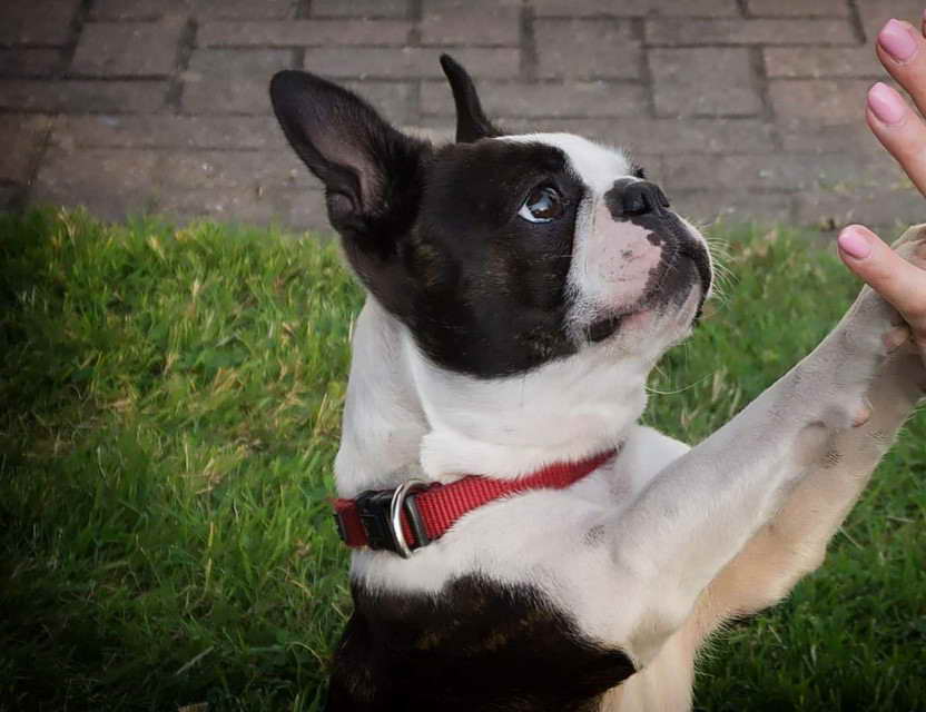 Boston Terrier Girl Names