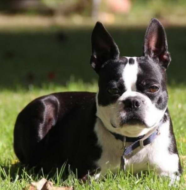 Boston Terrier Hair Loss