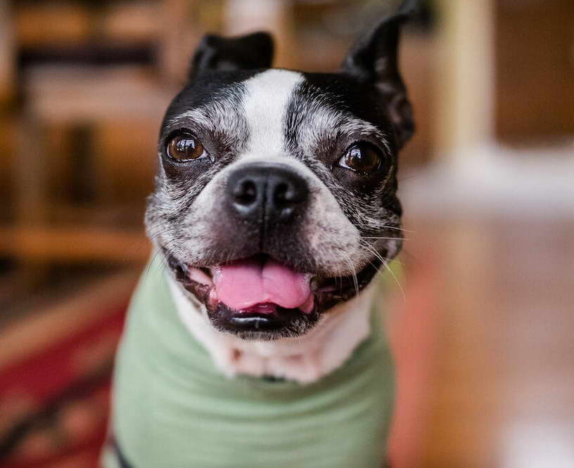 Boston Terrier Health Problems