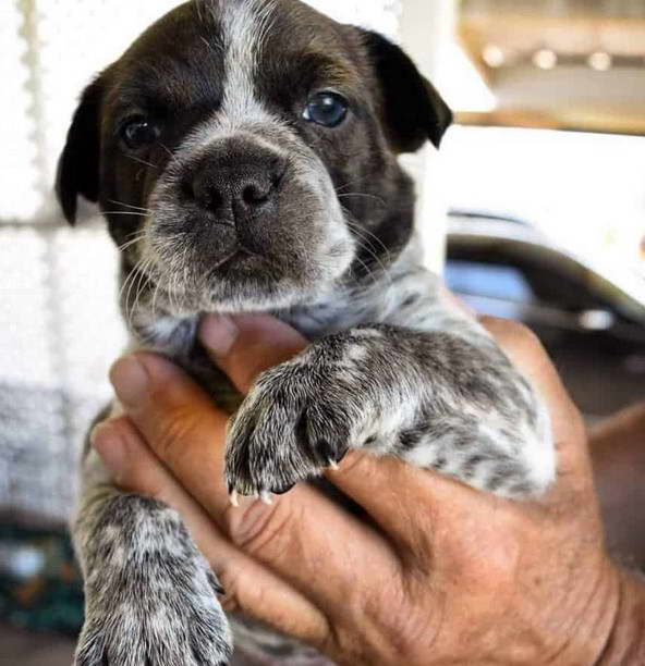 Boston Terrier Heeler Mix