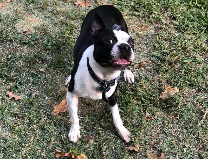 Boston Terrier Intelligence