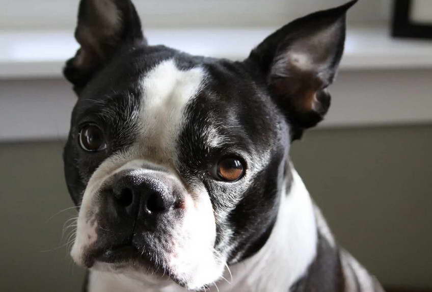 Boston Terrier Male vs Female