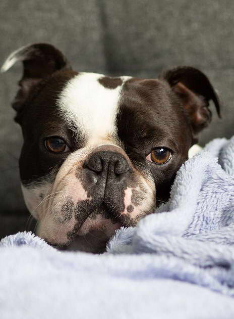 Boston Terrier Mass