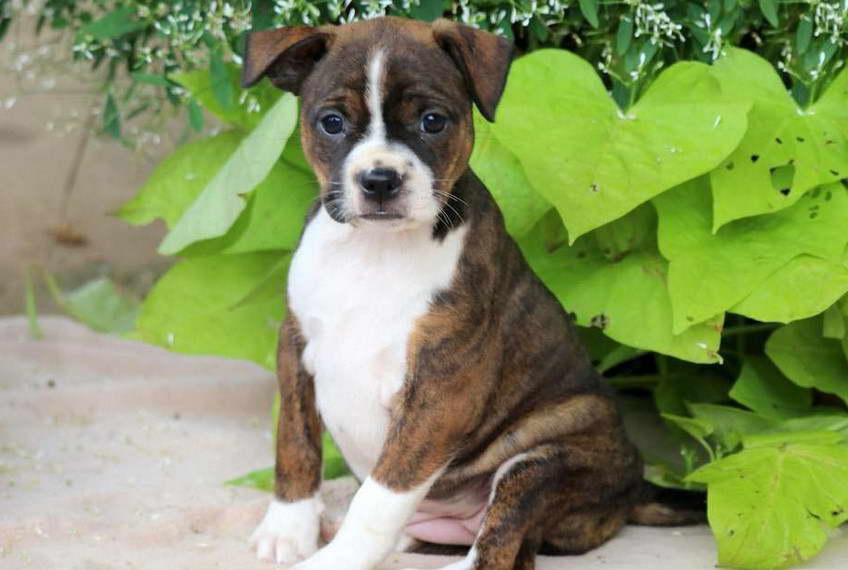 Boston Terrier Mix Breeds