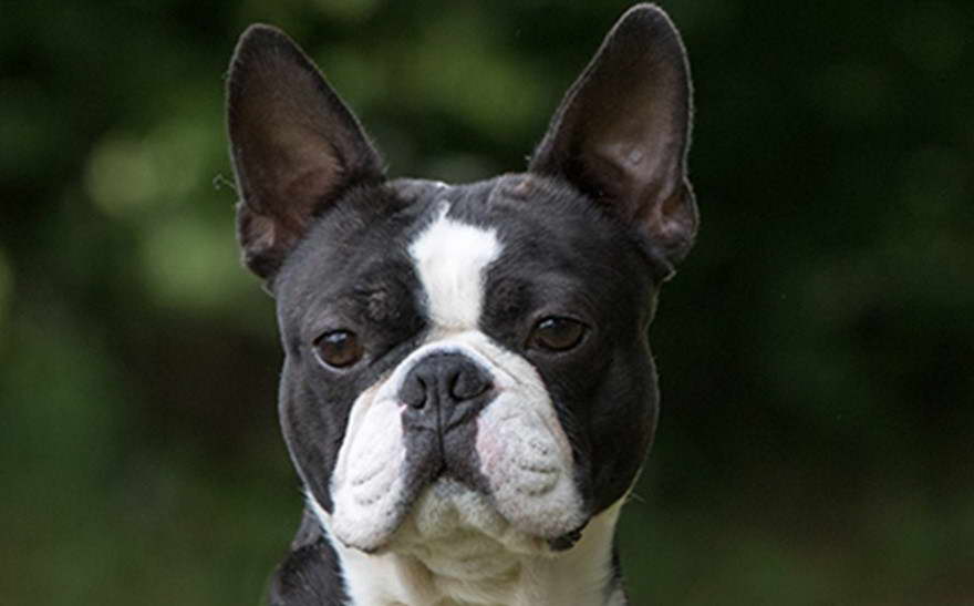 Boston Terrier Mix Puppies For Sale Near Me