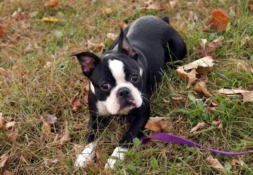 Boston Terrier Neck Size