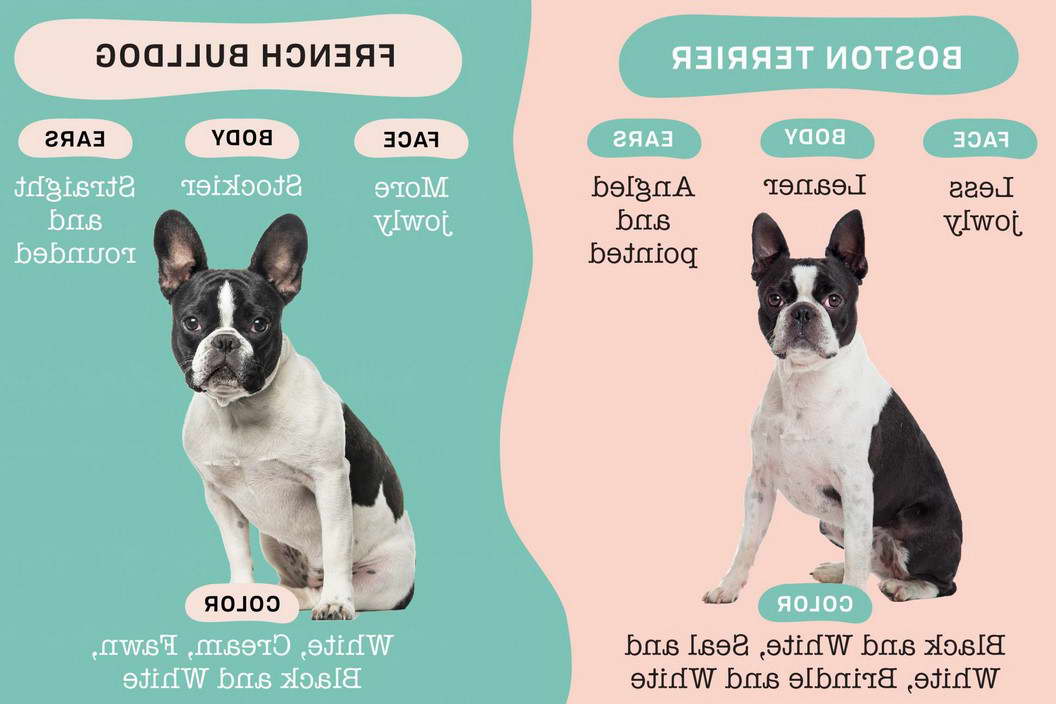 Boston Terrier o Bulldog Frances