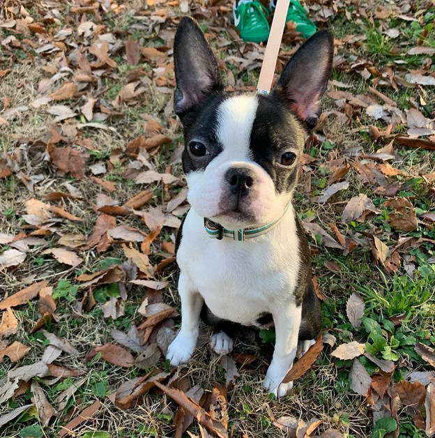 Boston Terrier Oklahoma