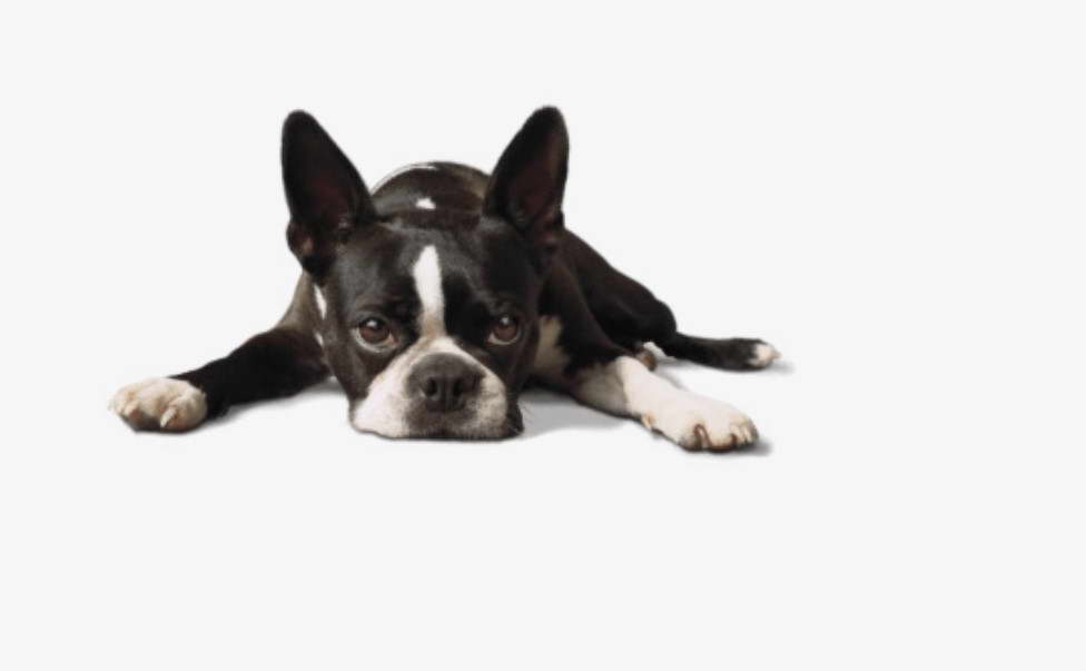 Boston Terrier Png