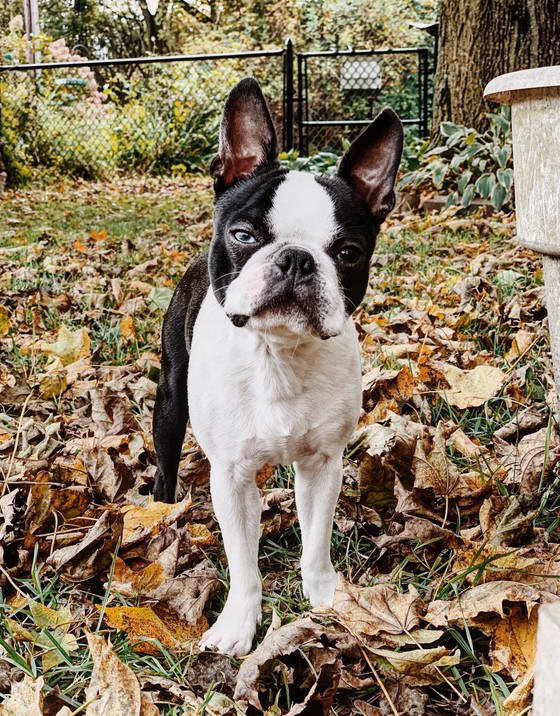 Boston Terrier Puppies Austin