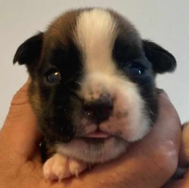 Boston Terrier Puppies Florida Craigslist