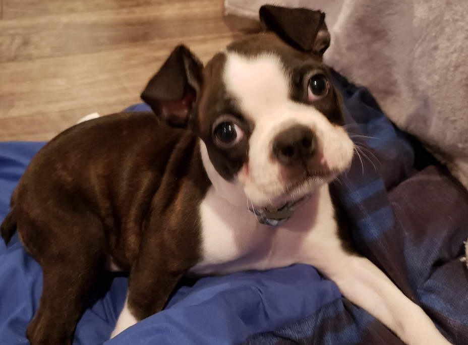 Boston Terrier Puppies For Sale Charlotte NC