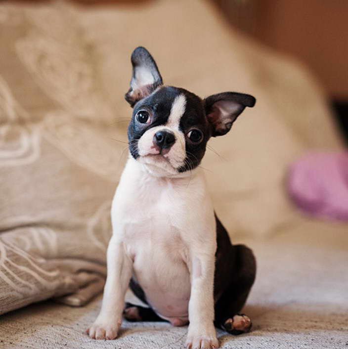 Boston Terrier Puppies For Sale Chicago