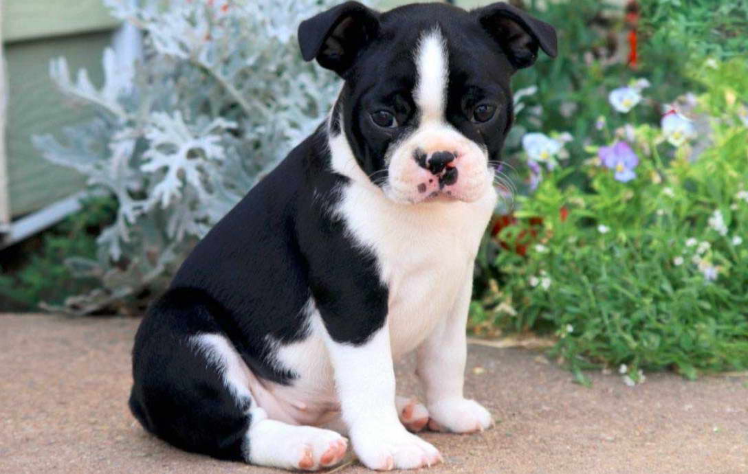 Boston Terrier Puppies For Sale in MD