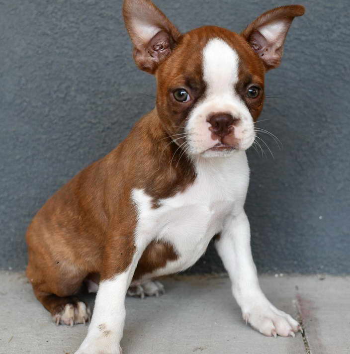 Boston Terrier Puppies For Sale in Oklahoma