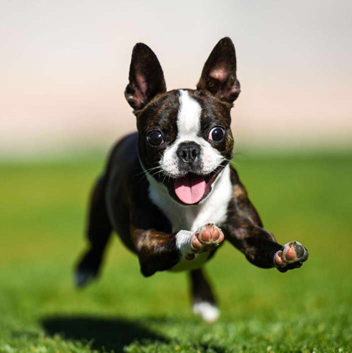 Boston Terrier Puppies For Sale in Orlando