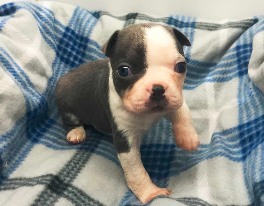 Boston Terrier Puppies For Sale in Pittsburgh