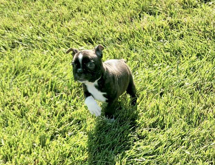 Boston Terrier Puppies For Sale Kansas City