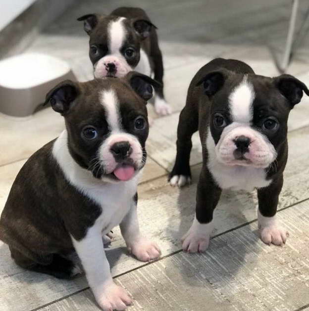 Boston Terrier Puppies For Sale Knoxville TN