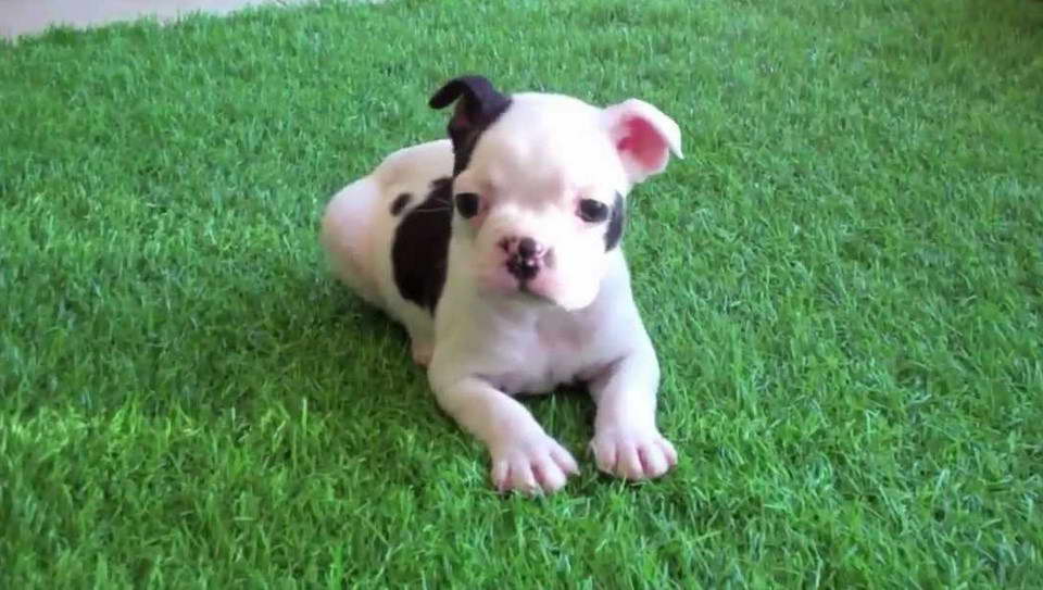 Boston Terrier Puppies For Sale San Diego