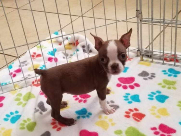 Boston Terrier Puppies For Sale Tampa