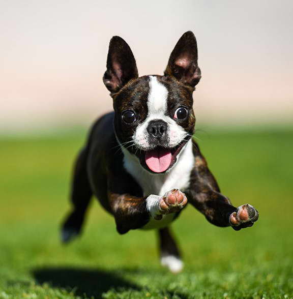 Boston Terrier Puppies For Sale Washington State