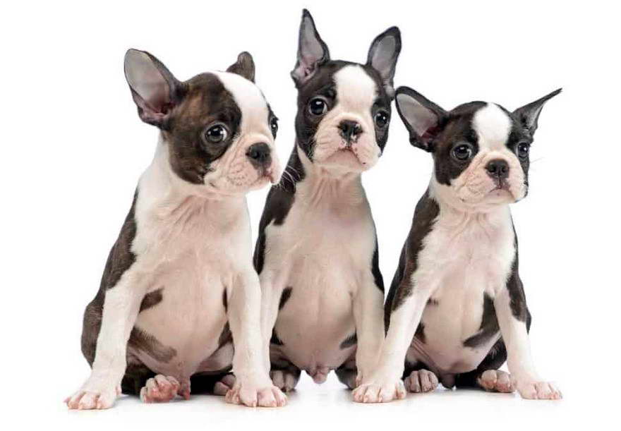 Boston Terrier Puppies For Sale West Virginia