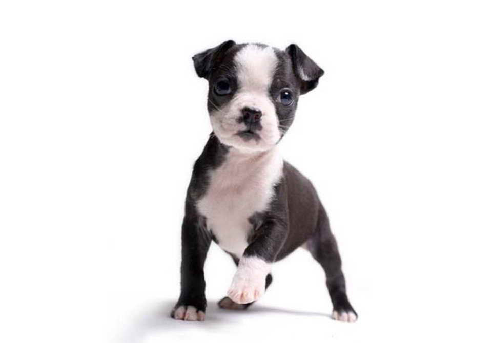 Boxer Boston Terrier Mix Puppies For Sale Near Me