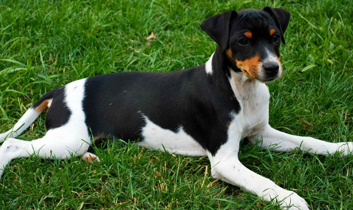 Brazilian Terrier Puppy