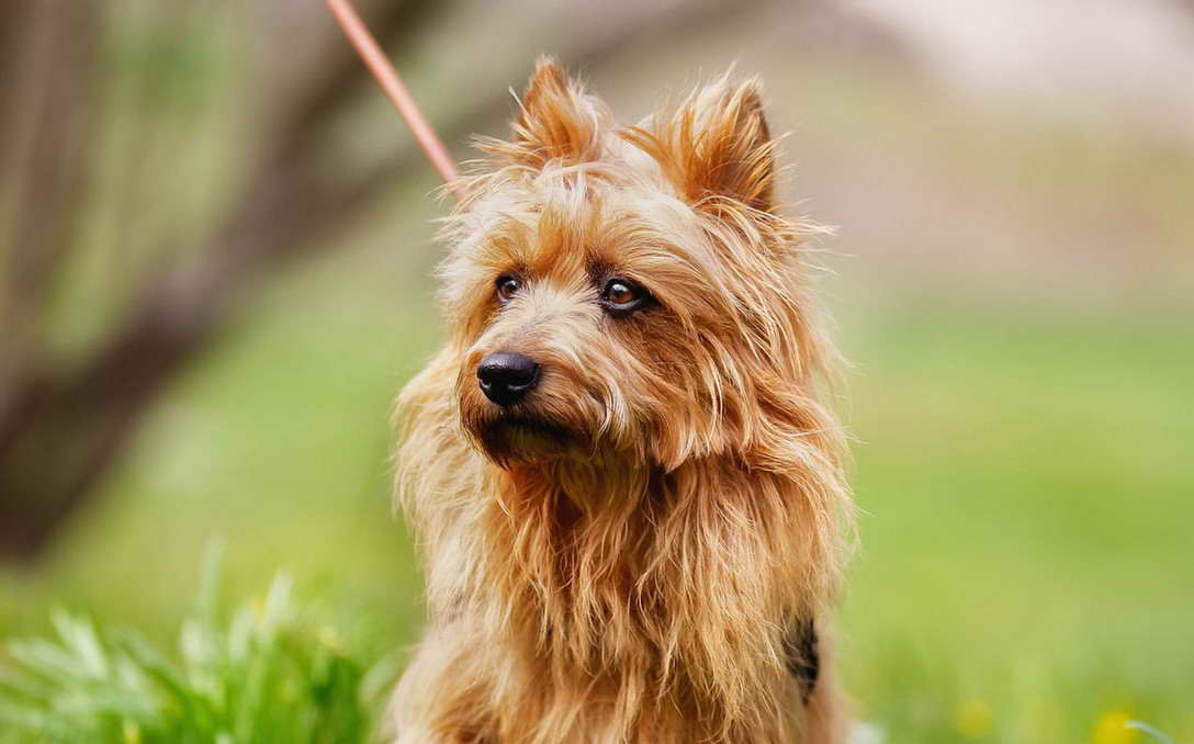 Breed Of Terrier Crossword Clue