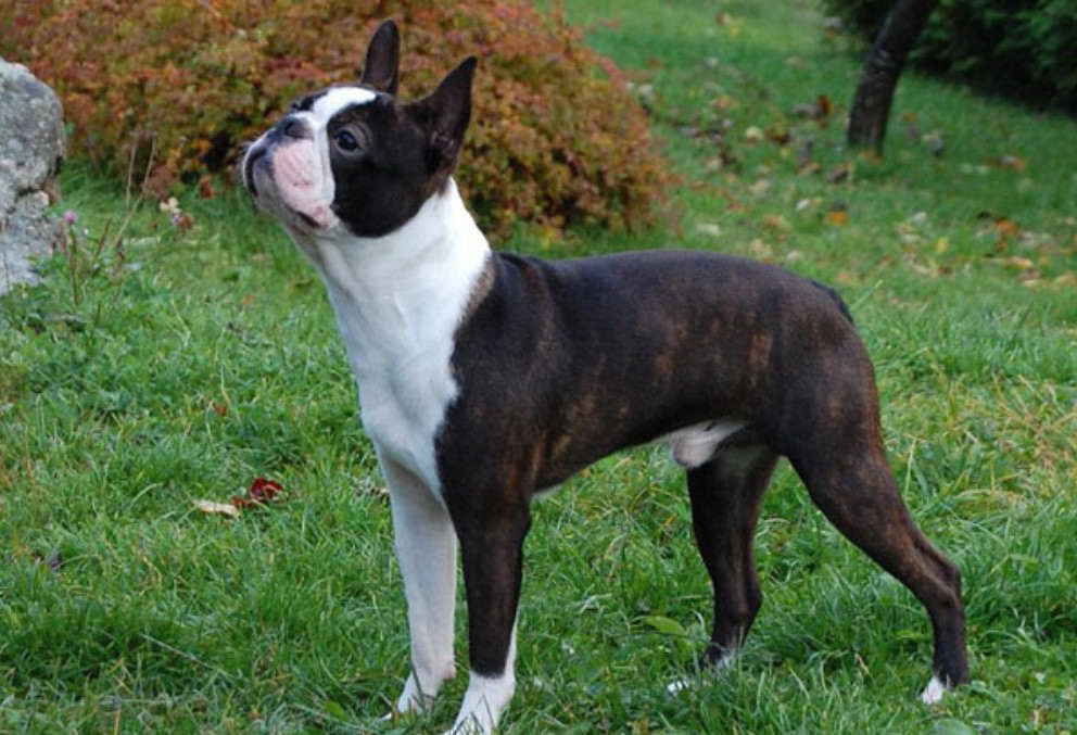 Brindle Boston Terrier Price