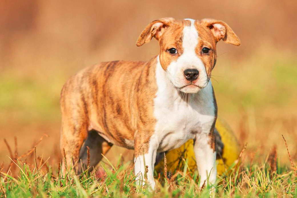 Brindle Staffordshire Bull Terrier Puppy