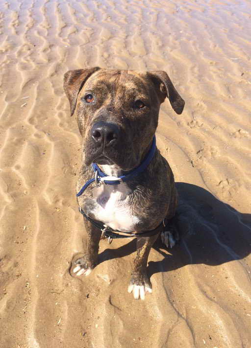 Brindle Staffordshire Terrier Puppy