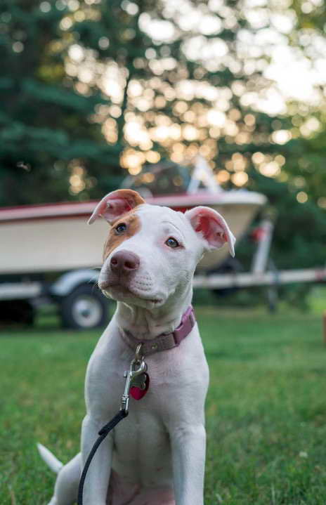 Brown And White Pitbull Terrier