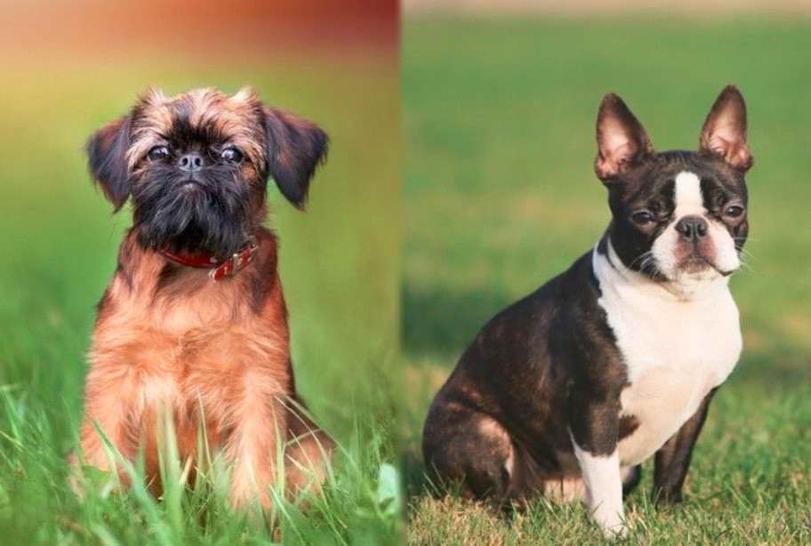 Brussels Griffon Boston Terrier Mix