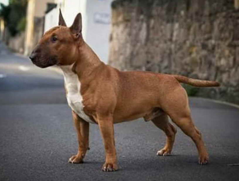 Buff Bull Terrier