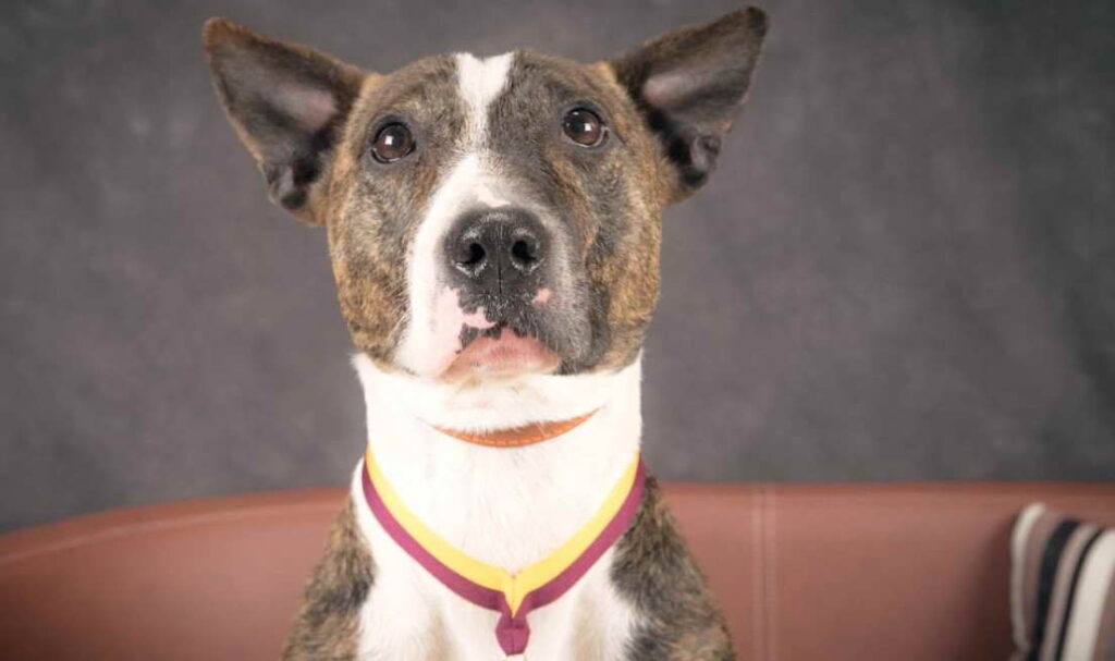 Bull Terrier And Bulldog Mix