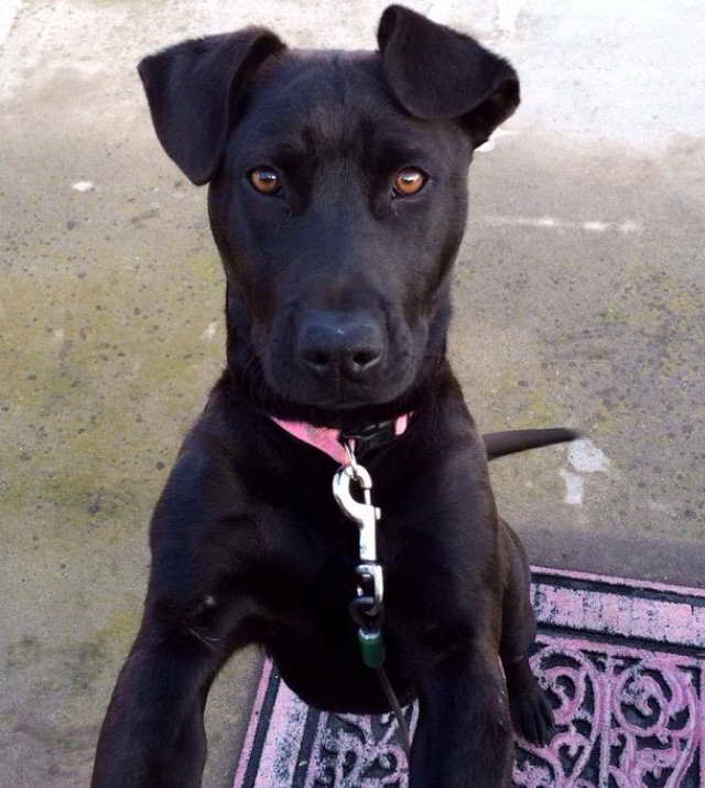 Bull Terrier And Lab Mix