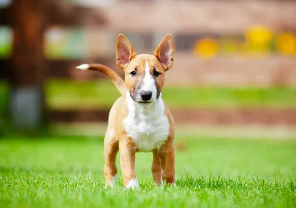 Bull Terrier Breeders Texas