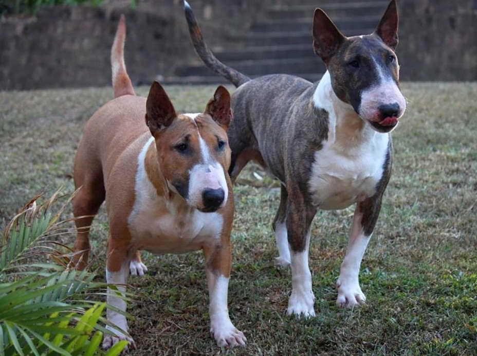 Bull Terrier Bully Mix