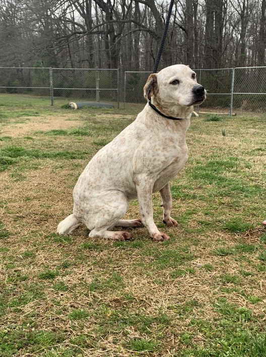 Bull Terrier Cattle Dog Mix