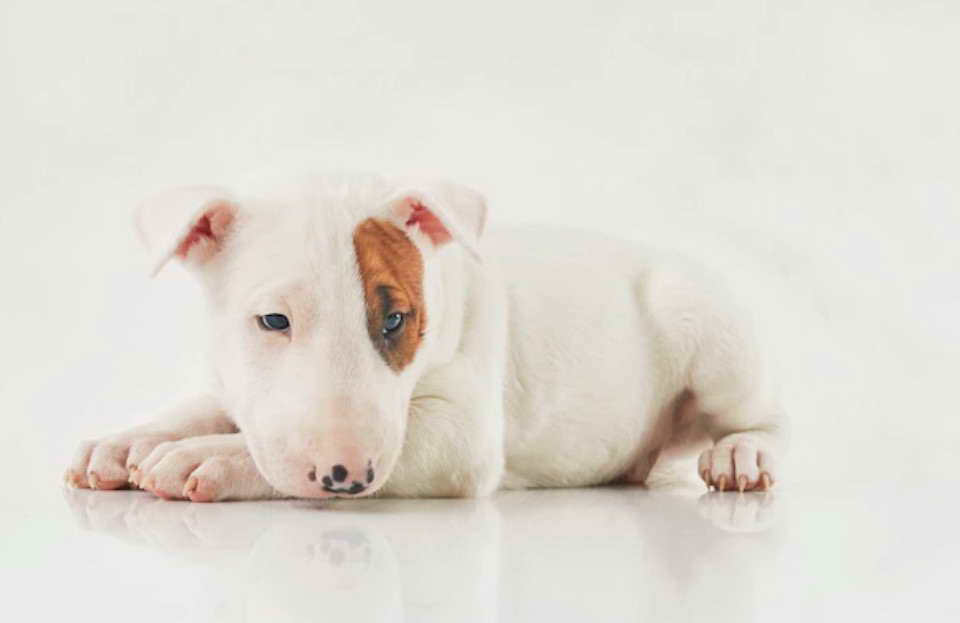 Bull Terrier Chico