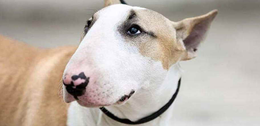 bull terrier collar