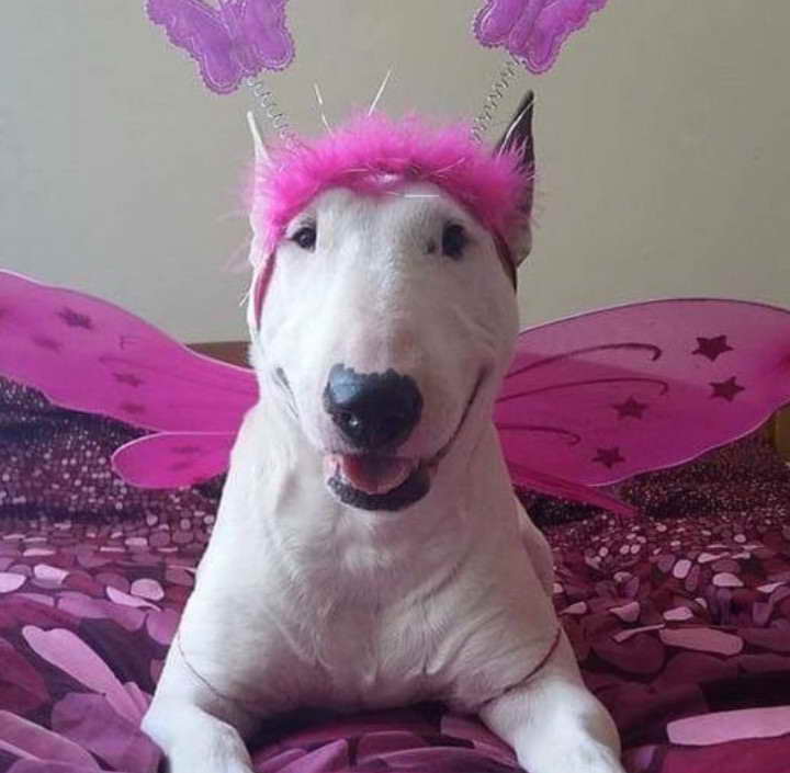 Bull Terrier Costumes