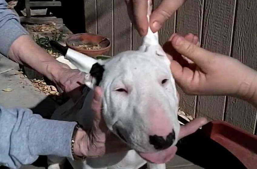 Bull Terrier Ears