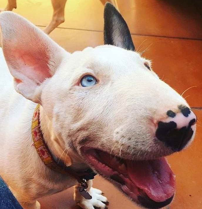 Bull Terrier Eyes