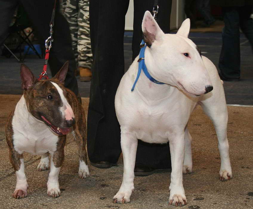 Bull Terrier For Sale In GA