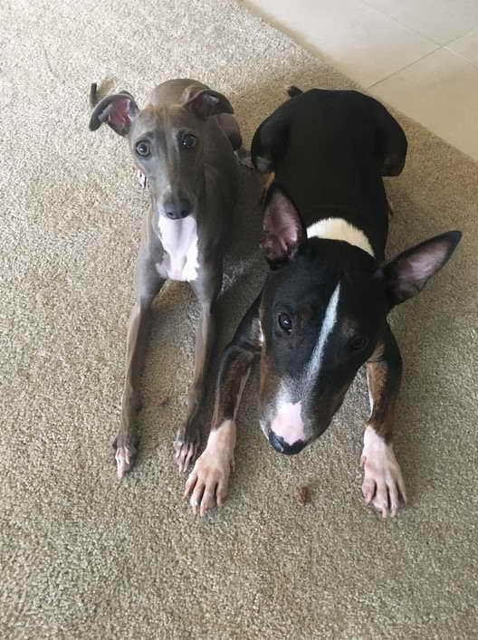 Bull Terrier Greyhound Mix