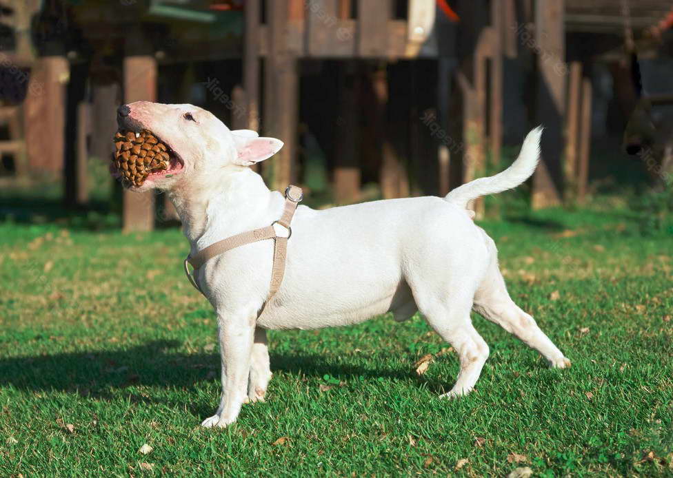 Bull Terrier Harness